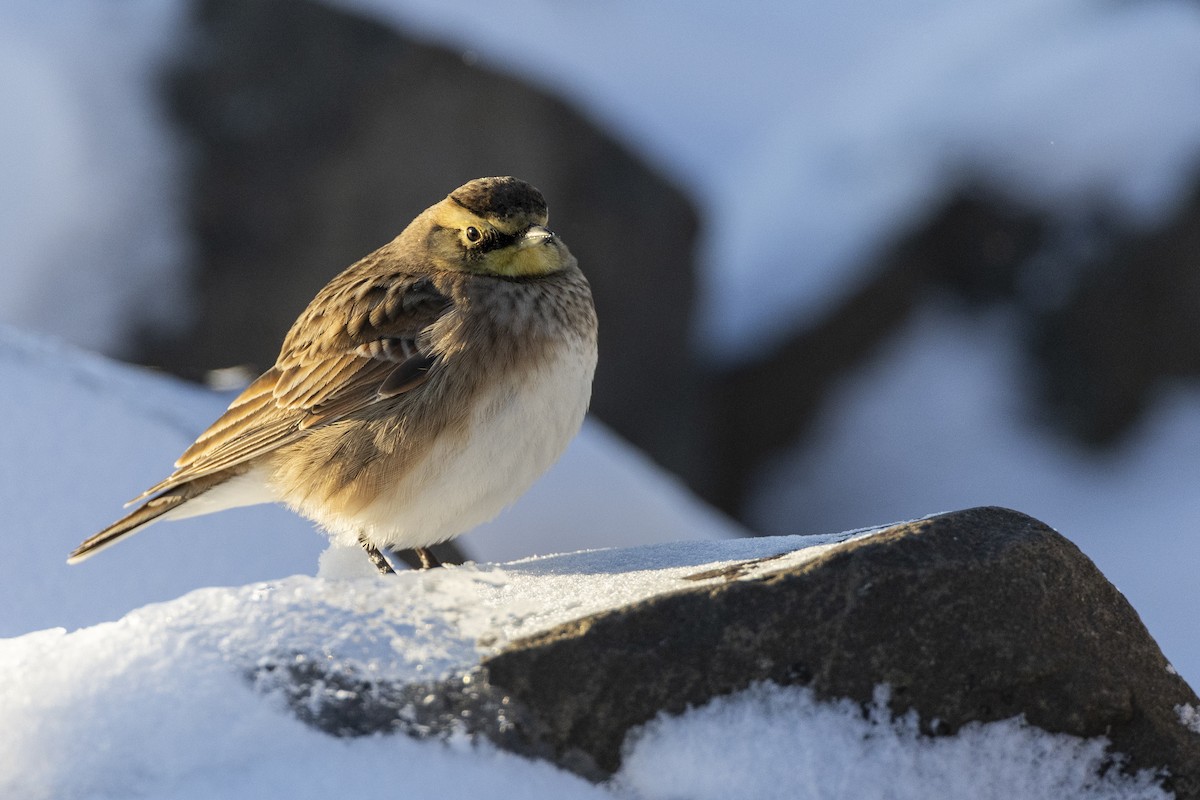 Horned Lark - ML613801527