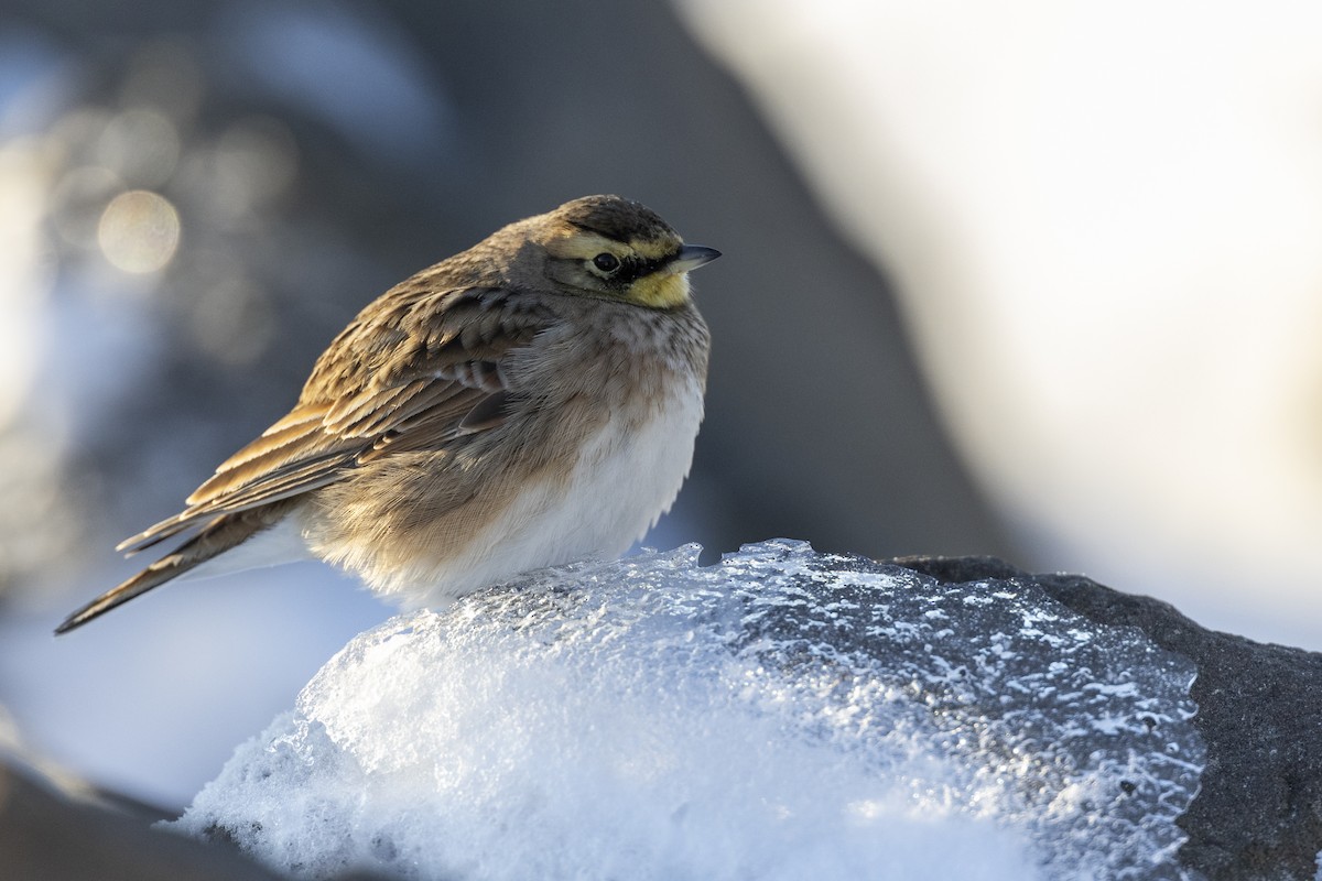 Horned Lark - ML613801547