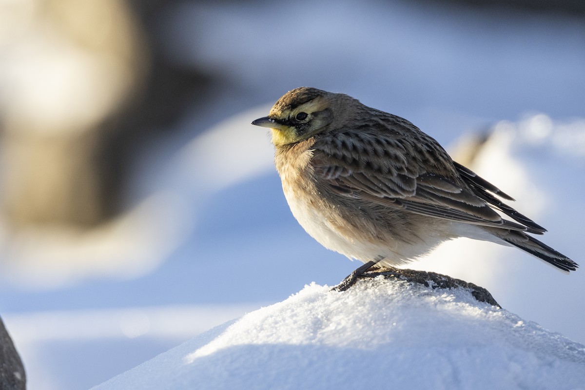 Horned Lark - ML613801548