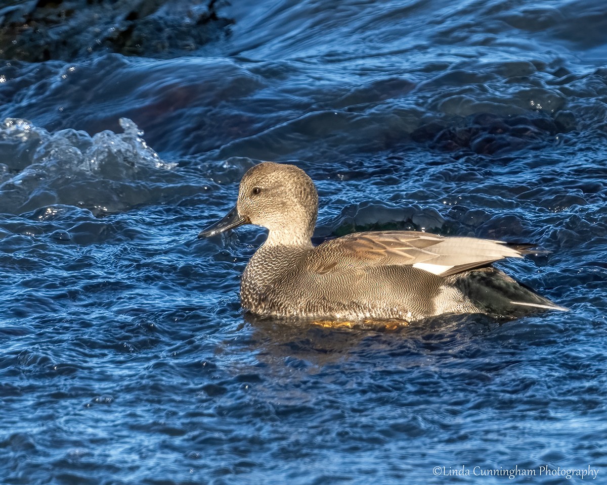 Gadwall - Linda Cunningham