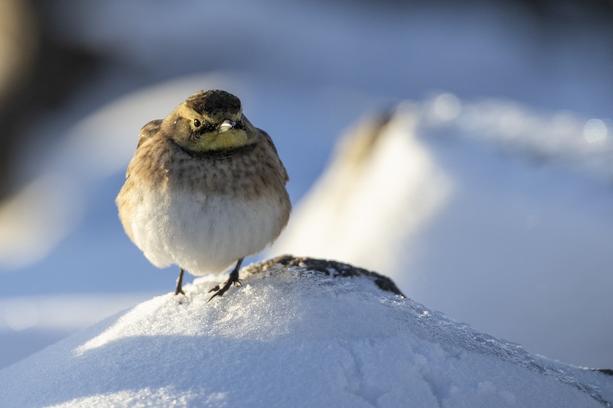 Horned Lark - ML613801572