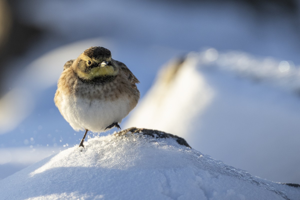 Horned Lark - ML613801591