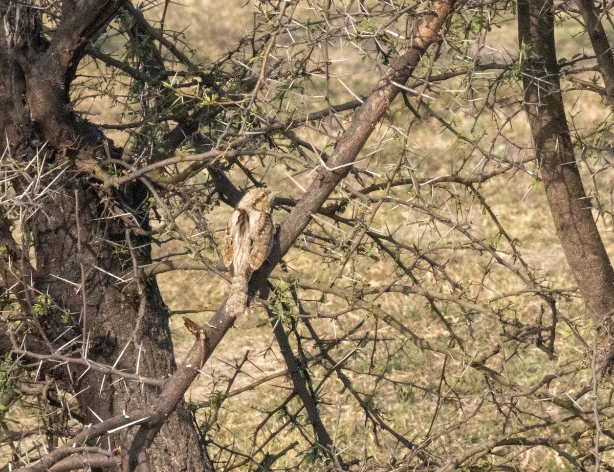 Eurasian Wryneck - ML613801598