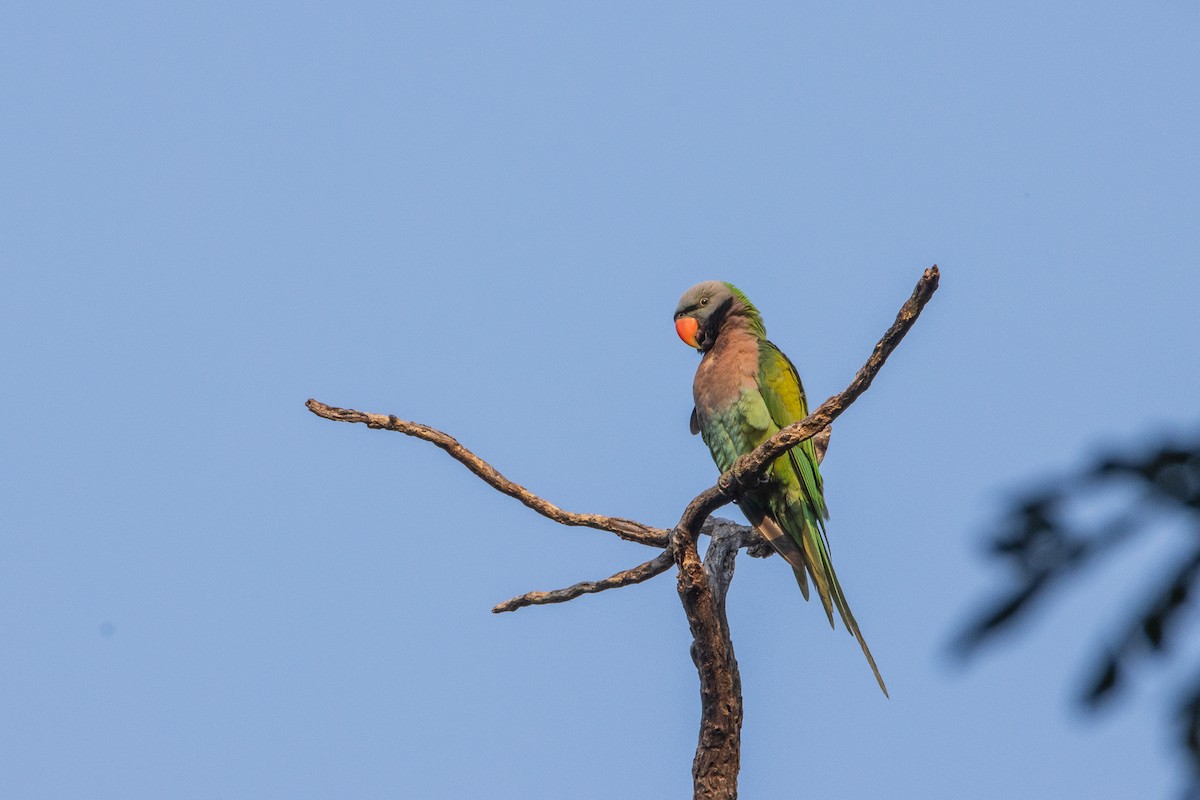 Gül Göğüslü Yeşil Papağan - ML613801621