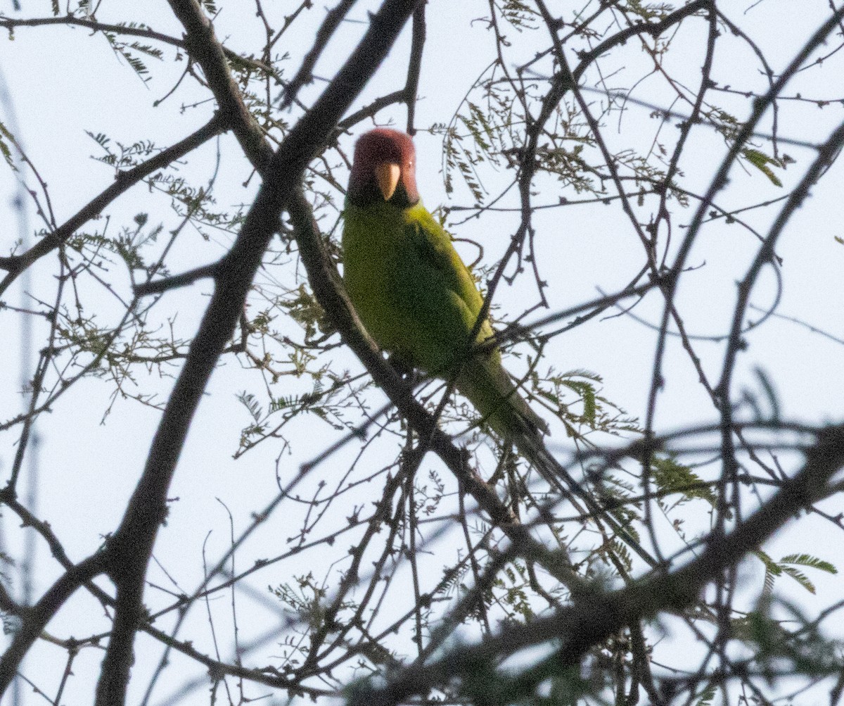 Plum-headed Parakeet - ML613801623