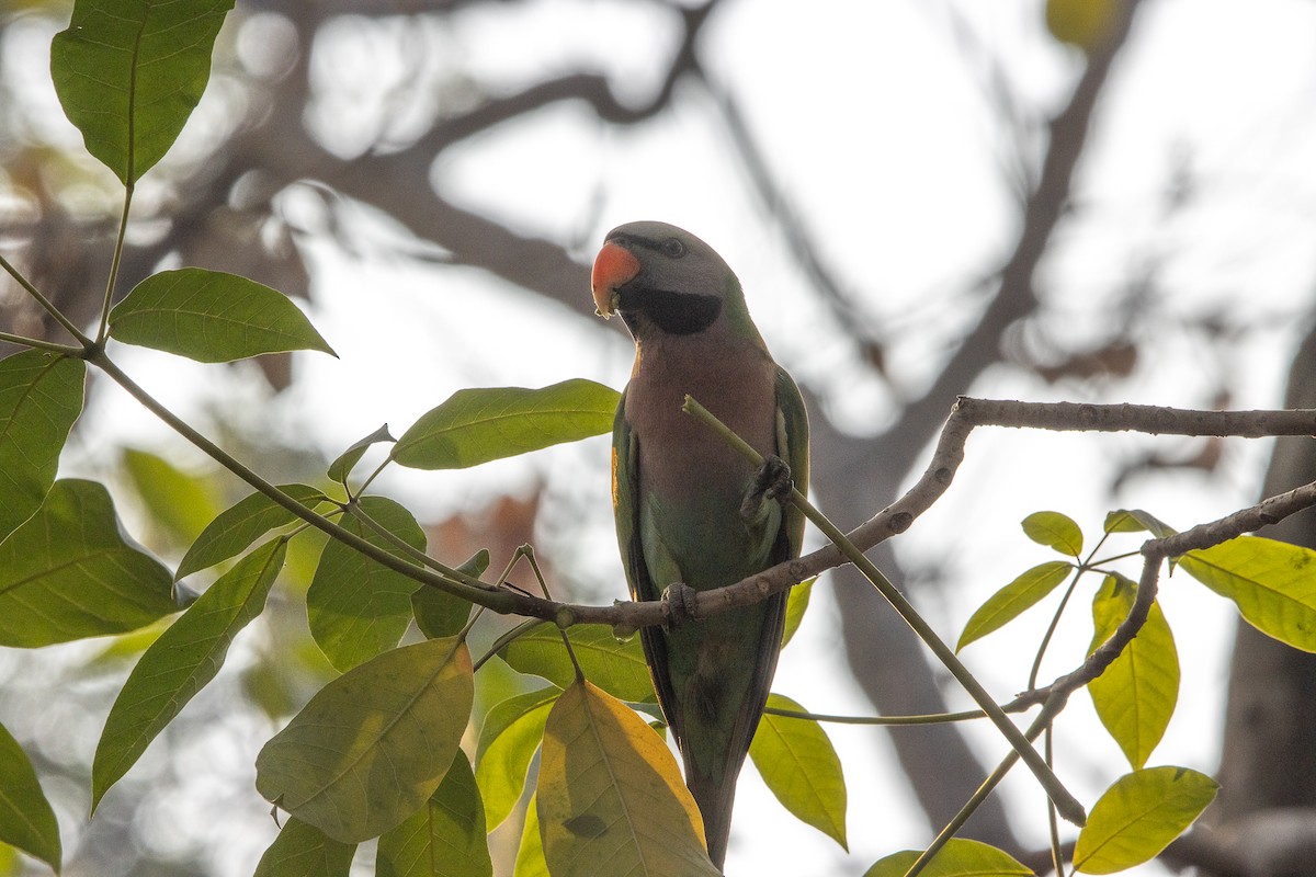 Red-breasted Parakeet - Thanyarat Sukruan