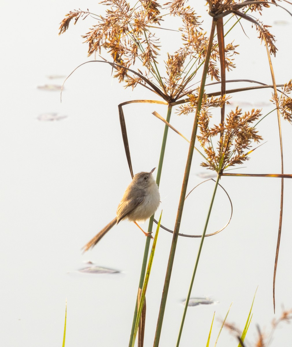 Plain Prinia - ML613801641