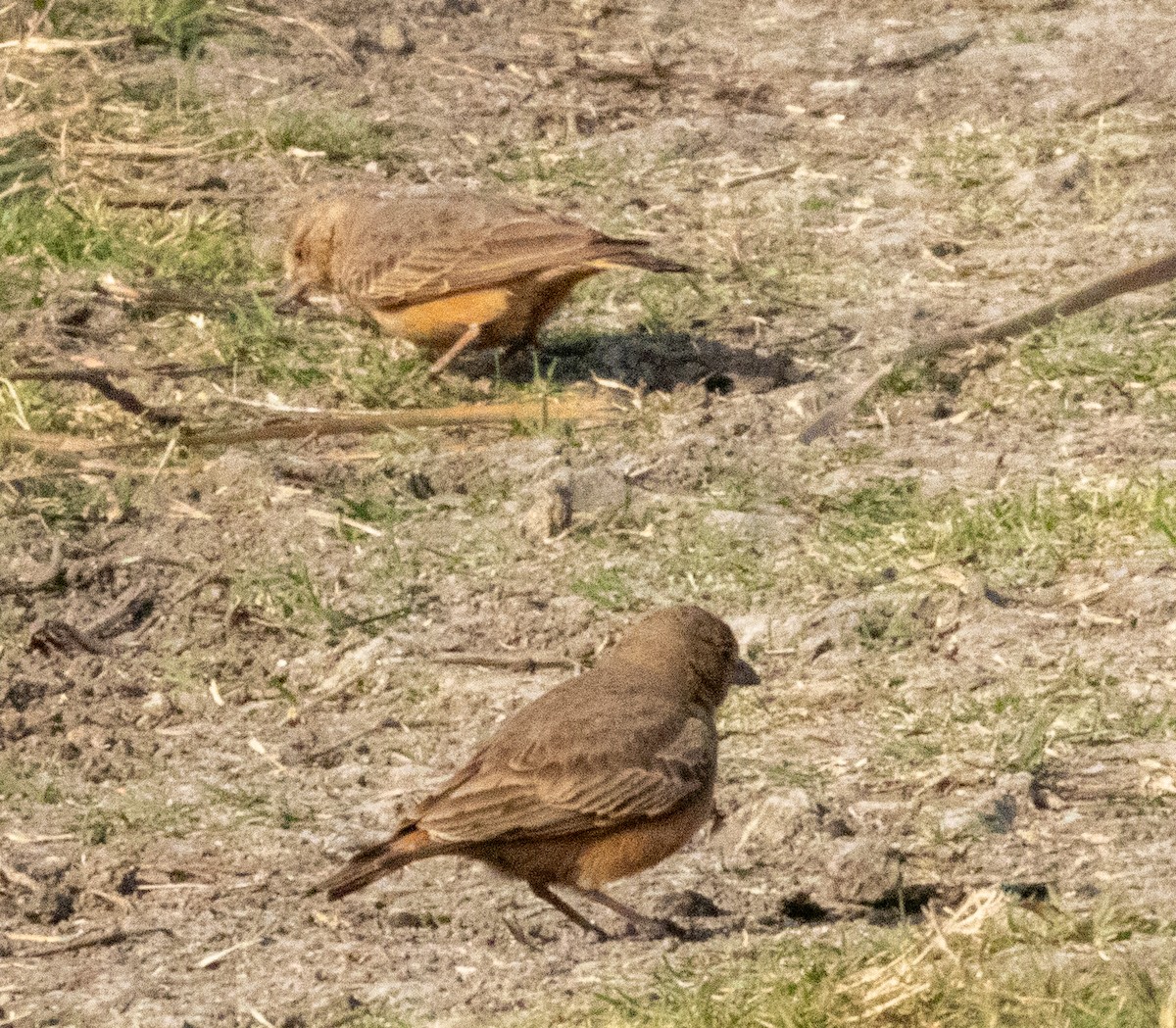 Rufous-tailed Lark - ML613801650