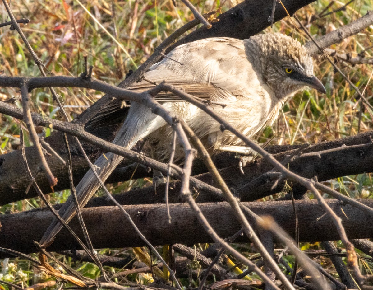 Large Gray Babbler - ML613801670