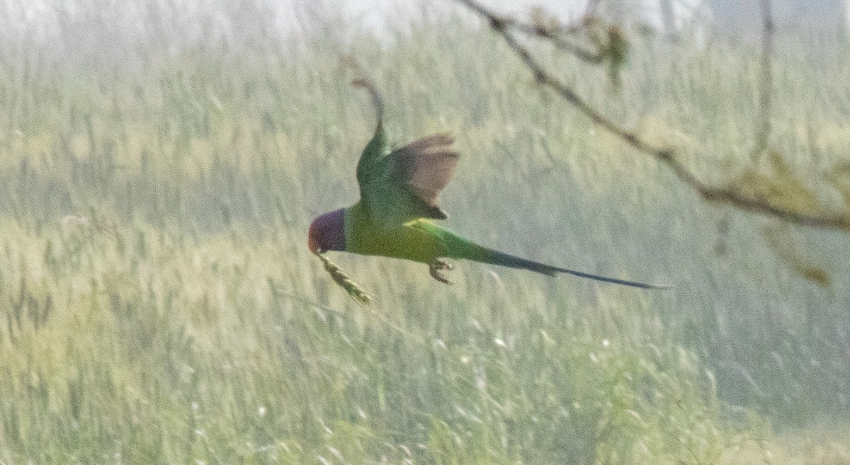 Plum-headed Parakeet - ML613801677