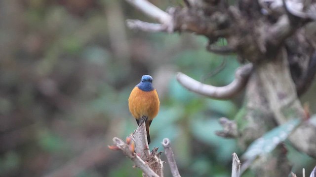 Blue-fronted Redstart - ML613801702