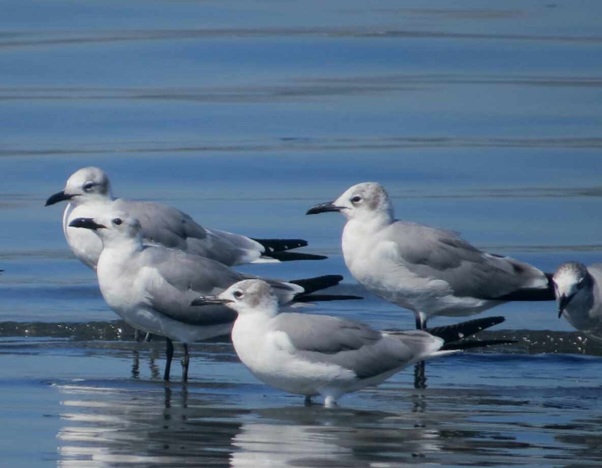 Gaviota Guanaguanare - ML613801743