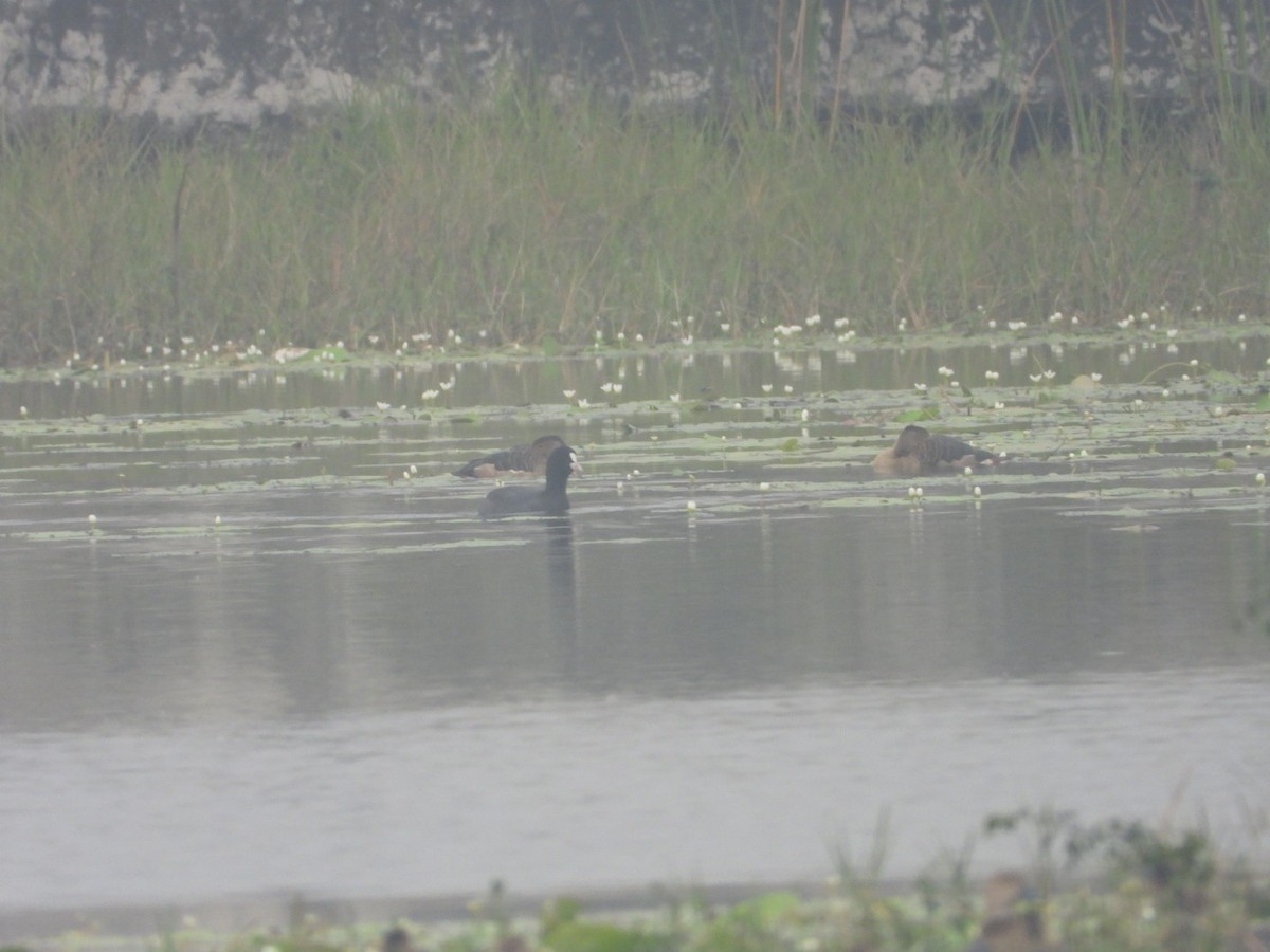 Eurasian Coot - ML613801761