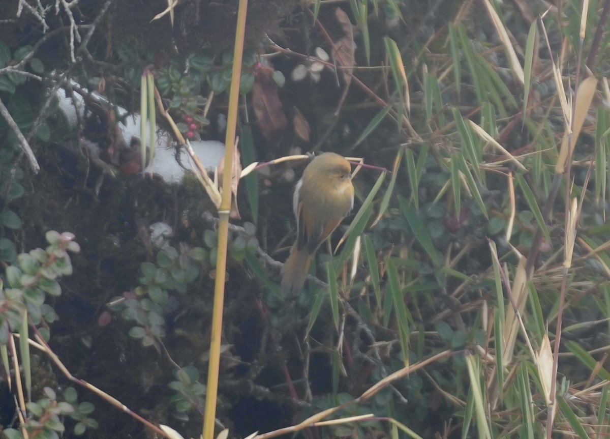 Fulvous Parrotbill - ML613801796