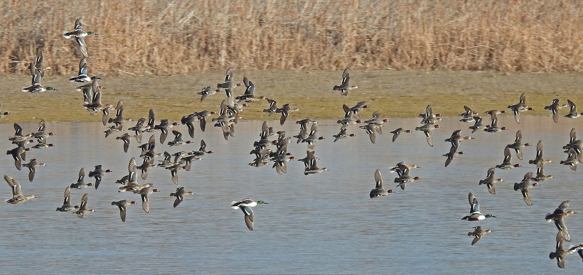 Green-winged Teal - Javier Robres