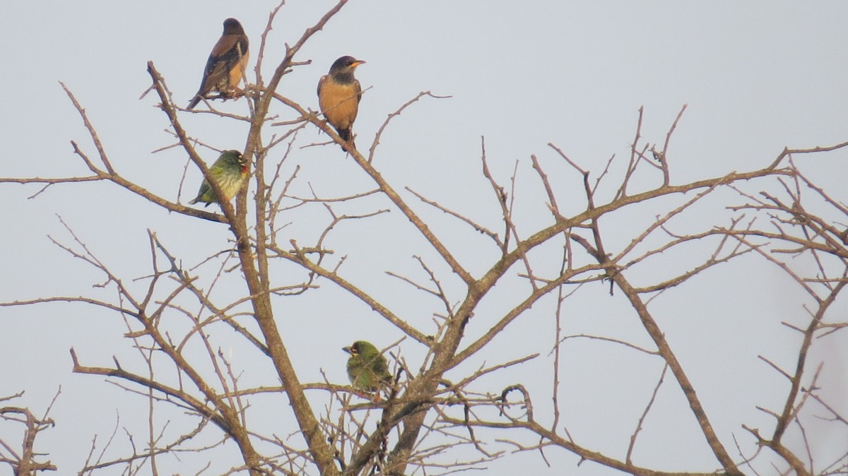Coppersmith Barbet - ML613801805