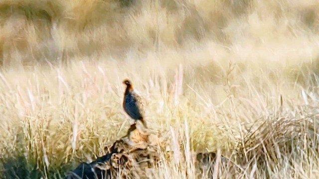 Black Francolin (Eastern) - ML613801859