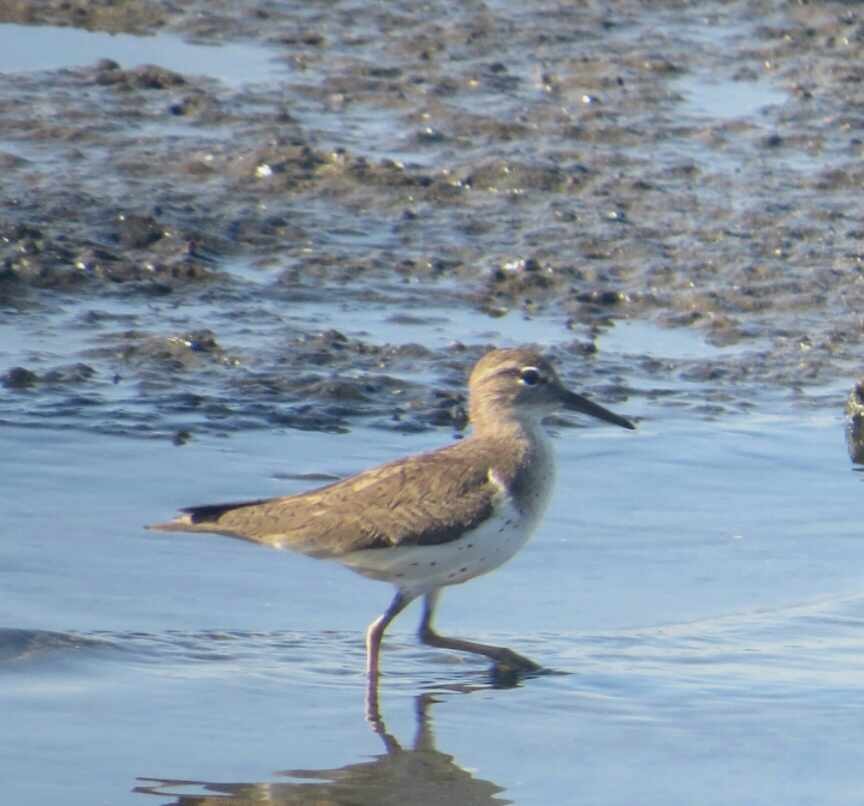 Spotted Sandpiper - ML613801867