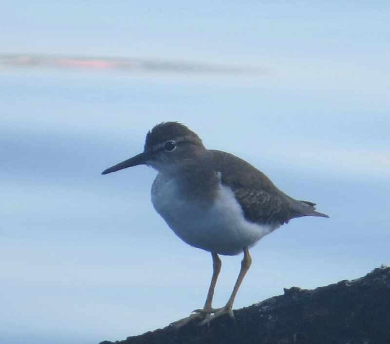 Spotted Sandpiper - ML613801875