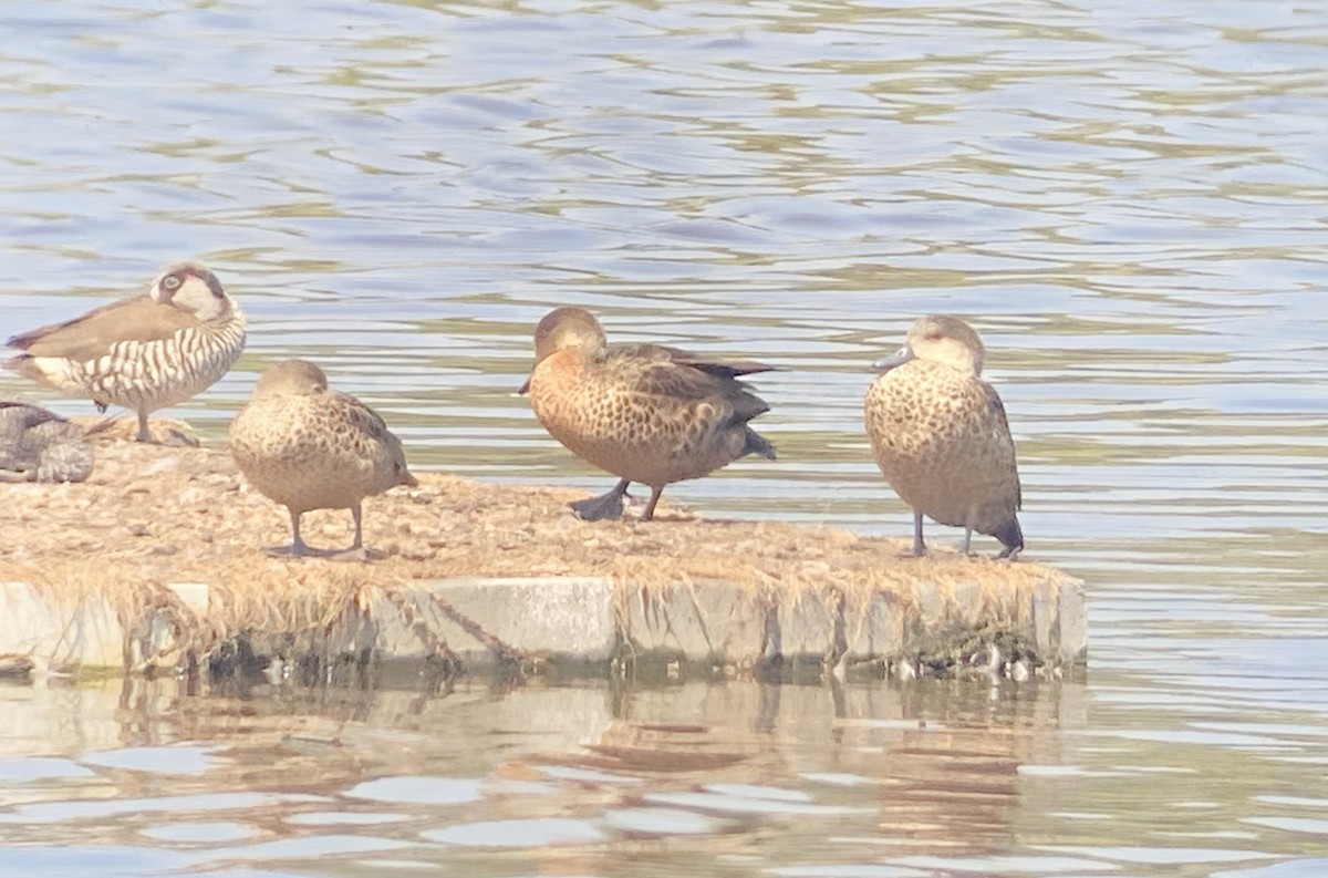 Chestnut Teal - John Graff