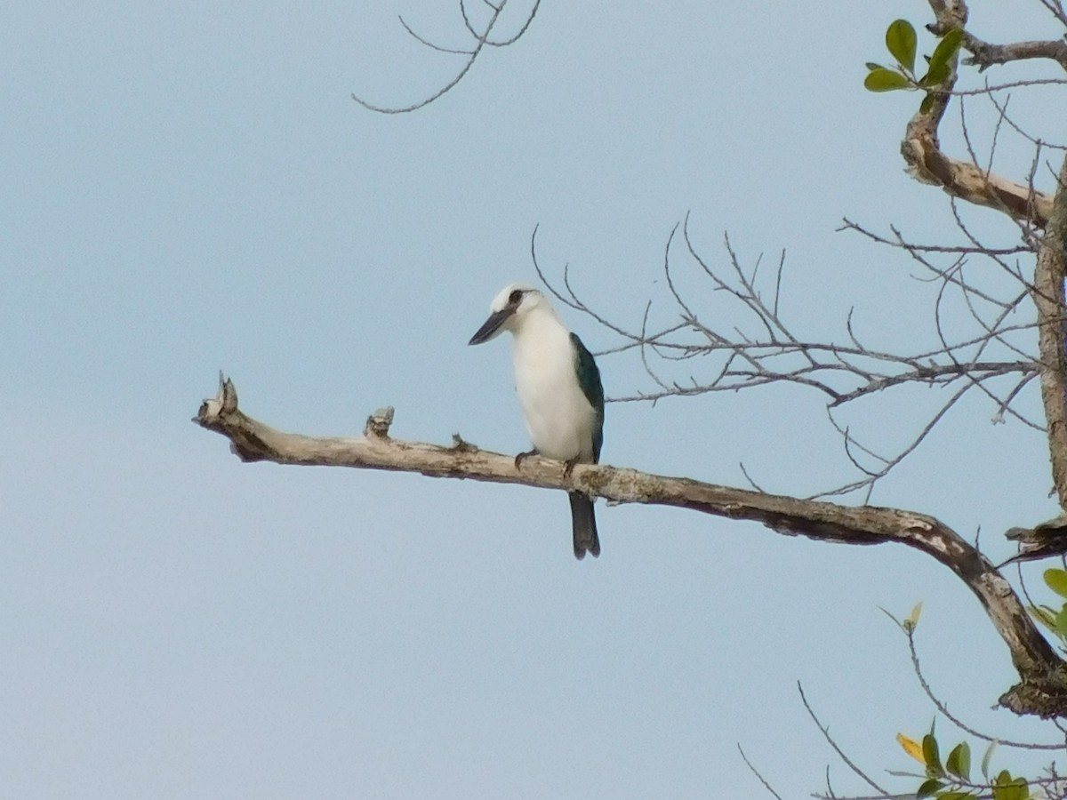 Beach Kingfisher - ML613801927