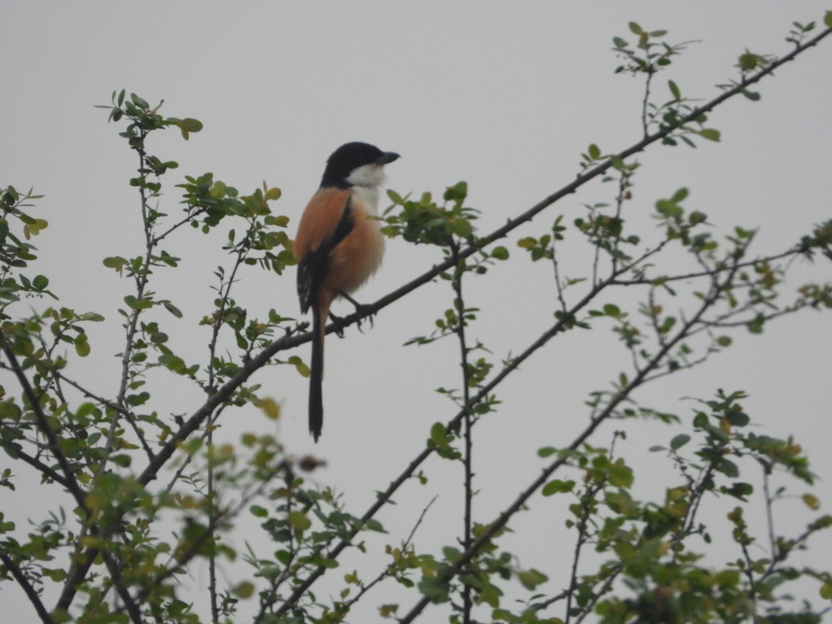 Long-tailed Shrike (tricolor/longicaudatus) - ML613801955