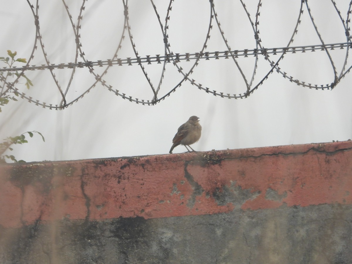 Bengal Bushlark - ML613801964