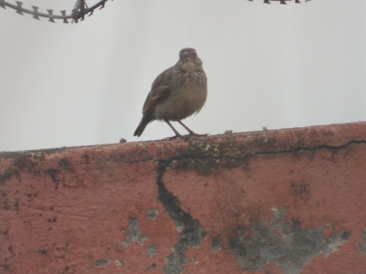 Bengal Bushlark - ML613801965