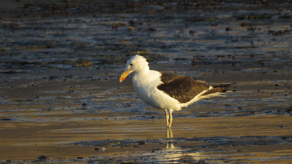 Kelp Gull - ML613802204