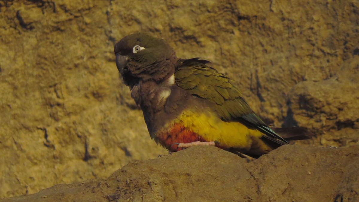 Patagonya Papağanı - ML613802257