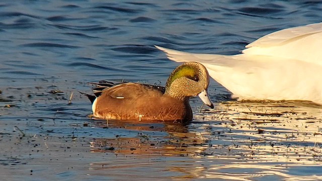 American Wigeon - ML613802308