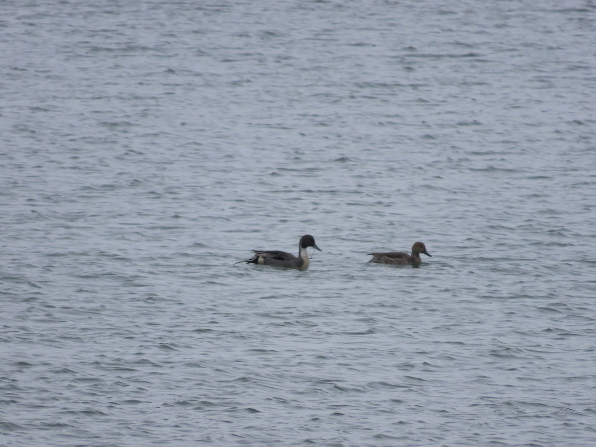 Northern Pintail - Mingyun Seo