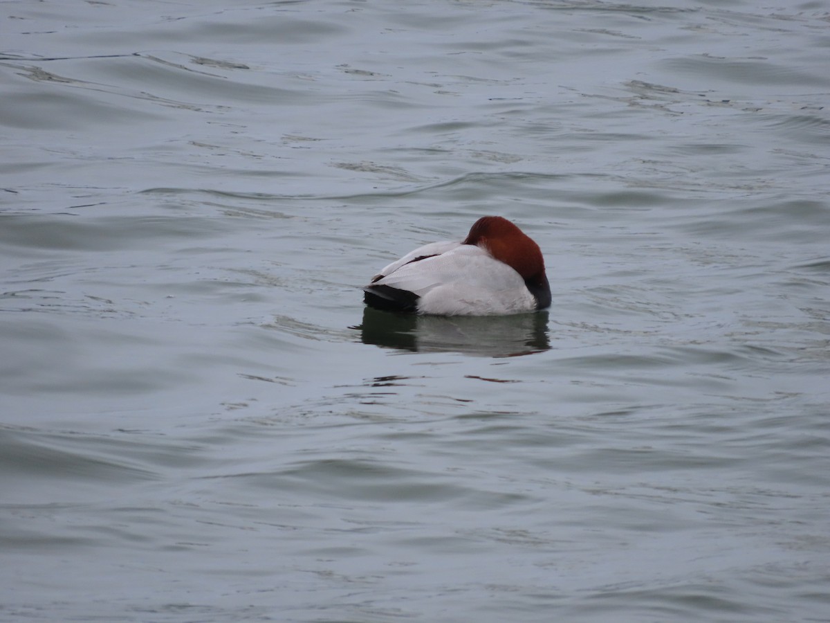 Common Pochard - ML613802361