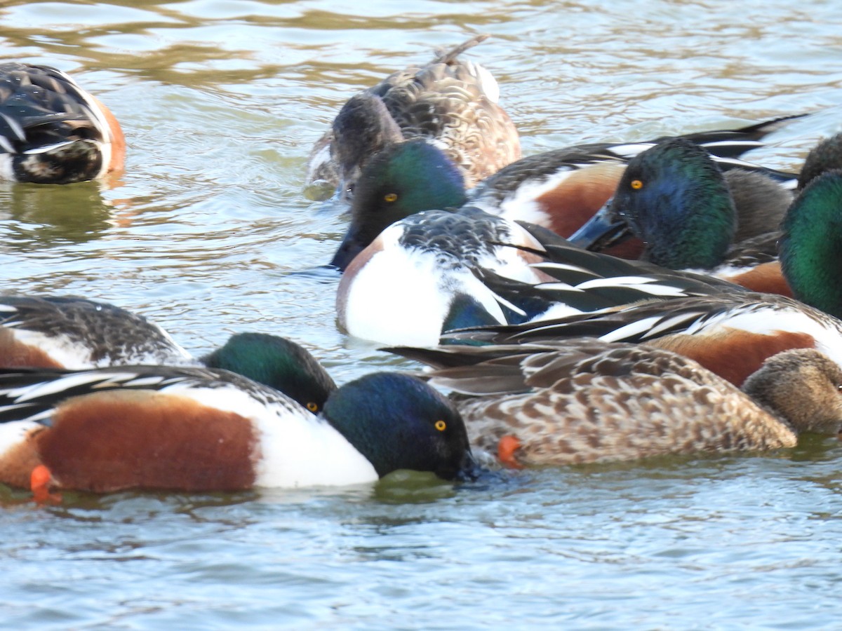 Northern Shoveler - ML613802368