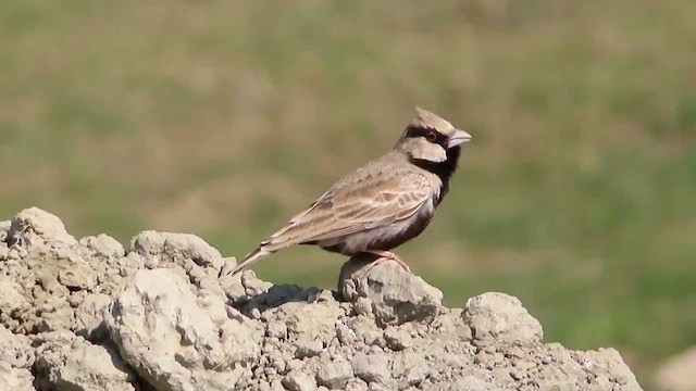 Ashy-crowned Sparrow-Lark - ML613802395