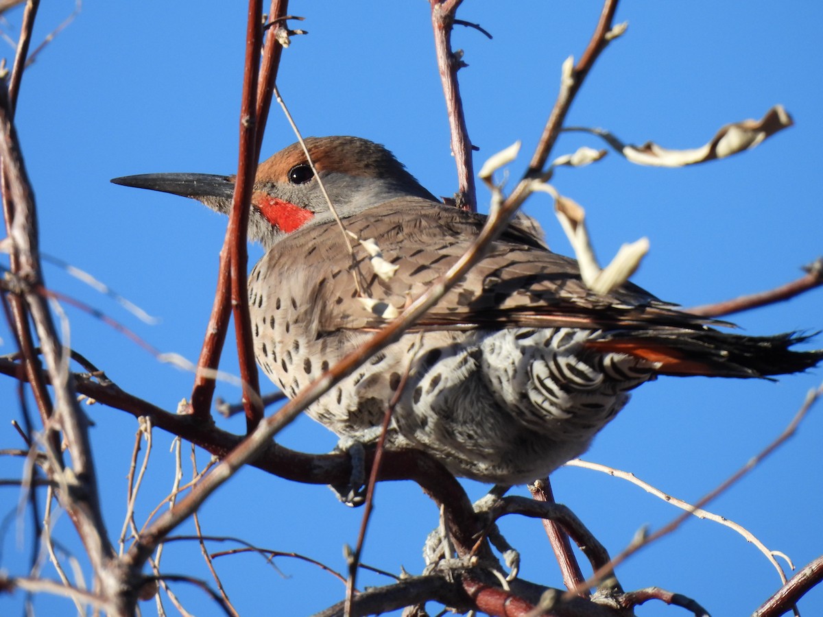 Northern Flicker (Red-shafted) - ML613802399