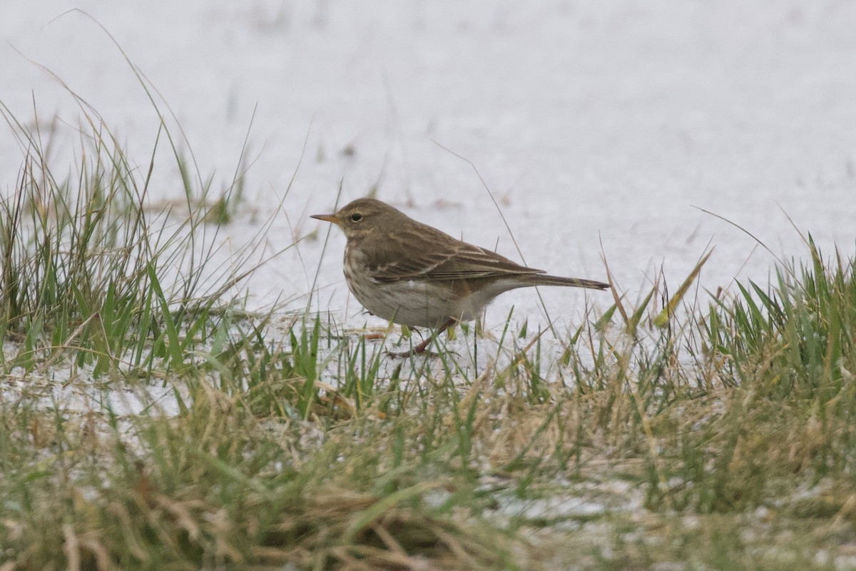 Water Pipit - Thomas Doebel