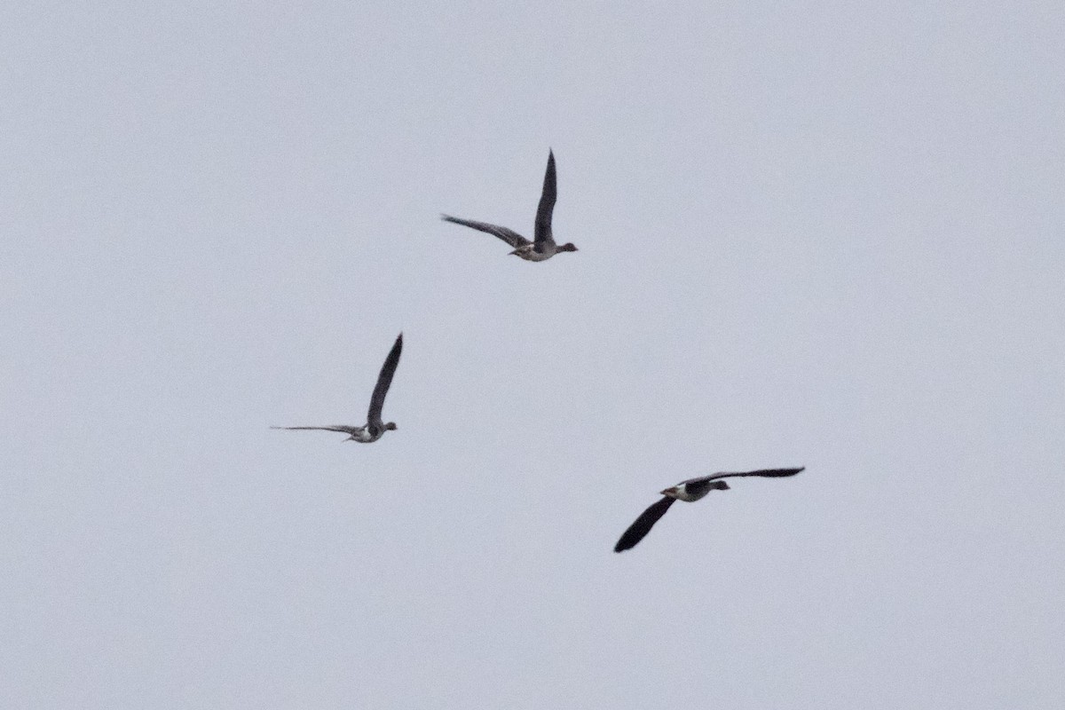 Tundra Bean-Goose - Thomas Doebel