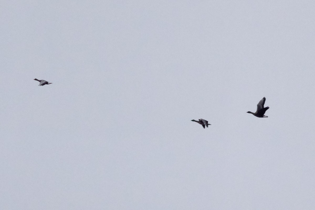 Tundra Bean-Goose - Thomas Doebel