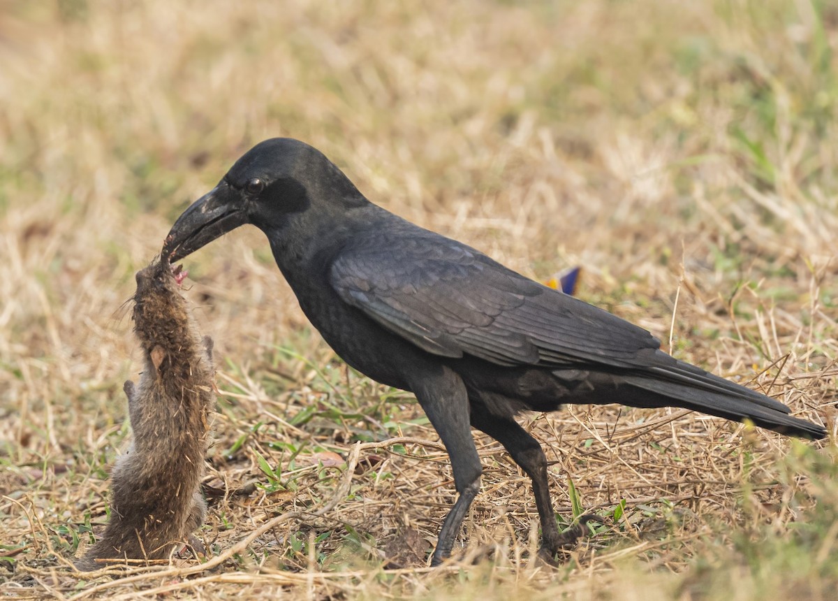 Large-billed Crow (Indian Jungle) - ML613802423