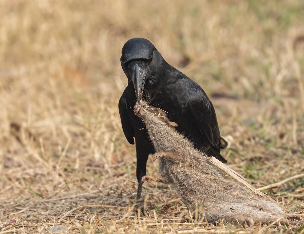 Large-billed Crow (Indian Jungle) - ML613802424