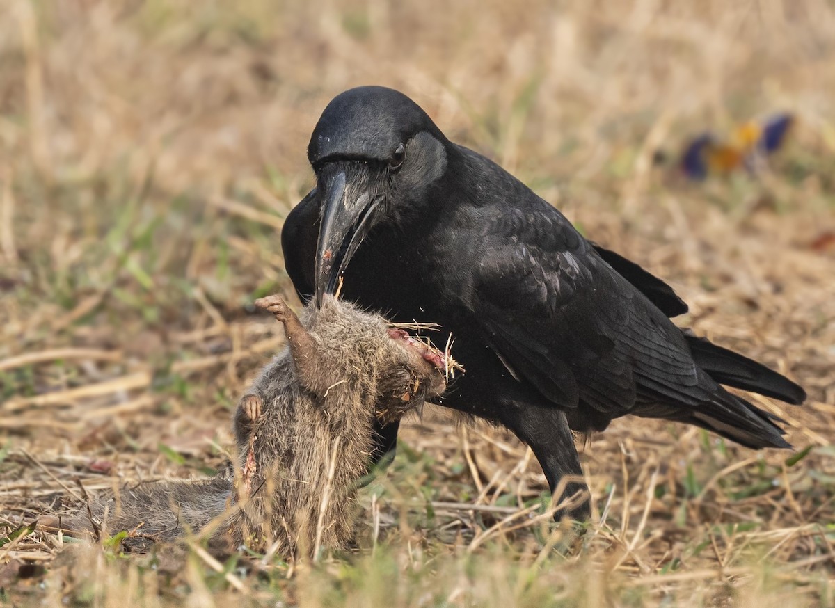 Large-billed Crow (Indian Jungle) - ML613802425