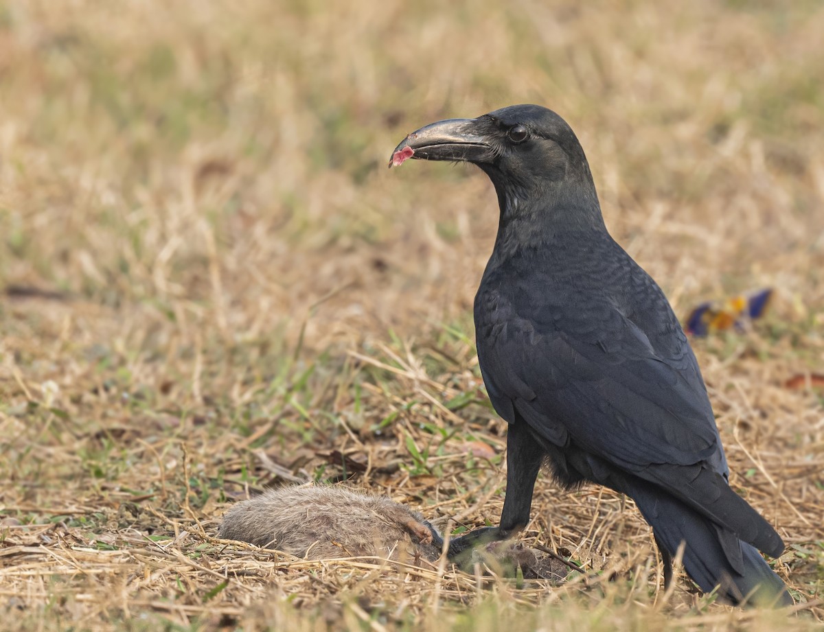 Large-billed Crow (Indian Jungle) - ML613802426