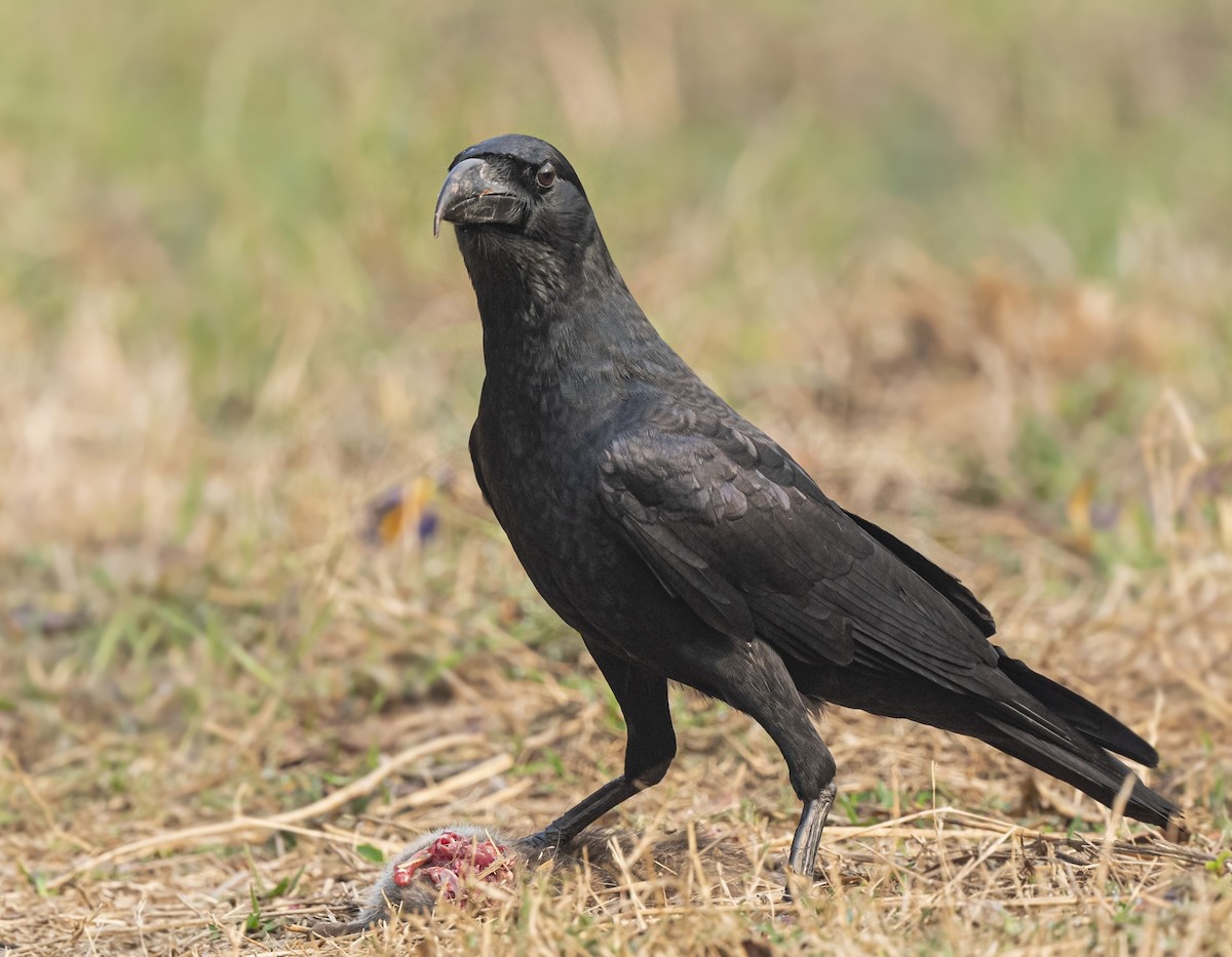 Large-billed Crow (Indian Jungle) - ML613802427