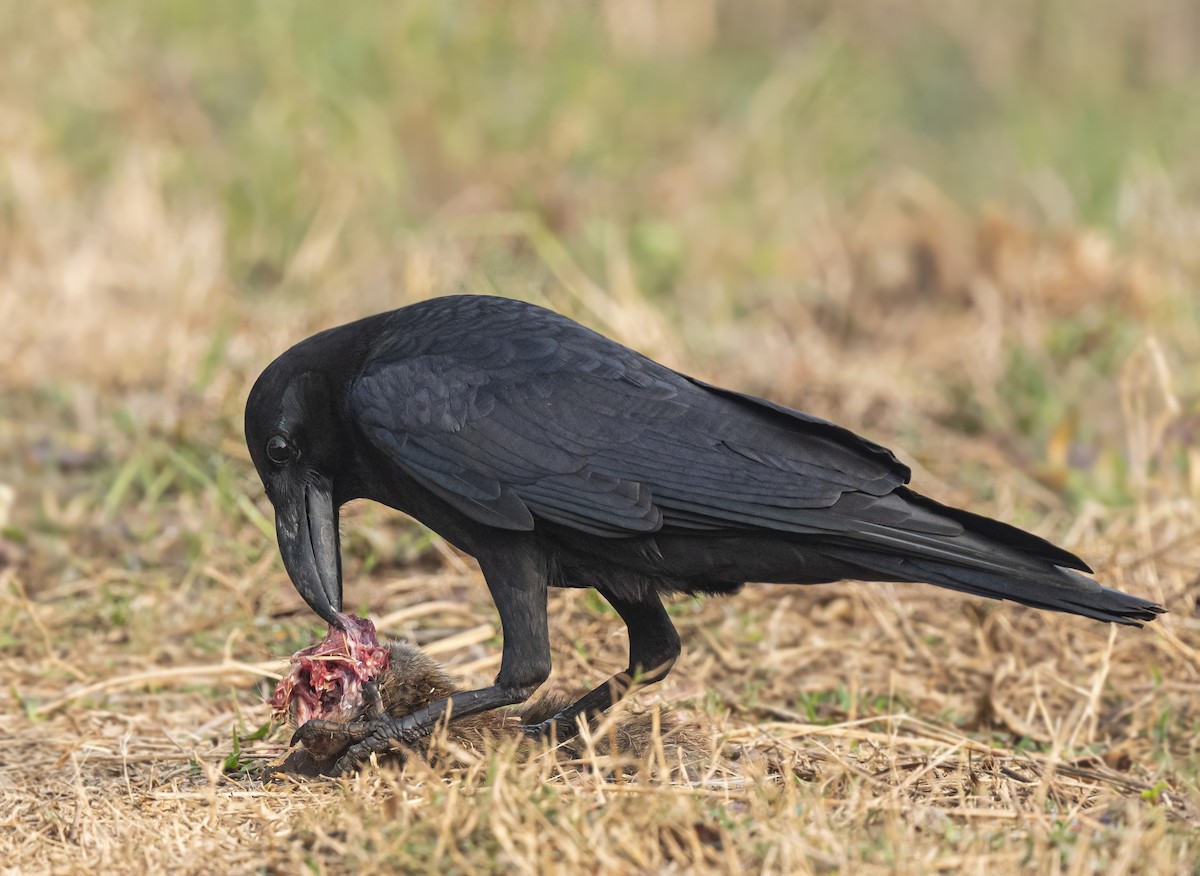 Large-billed Crow (Indian Jungle) - ML613802428