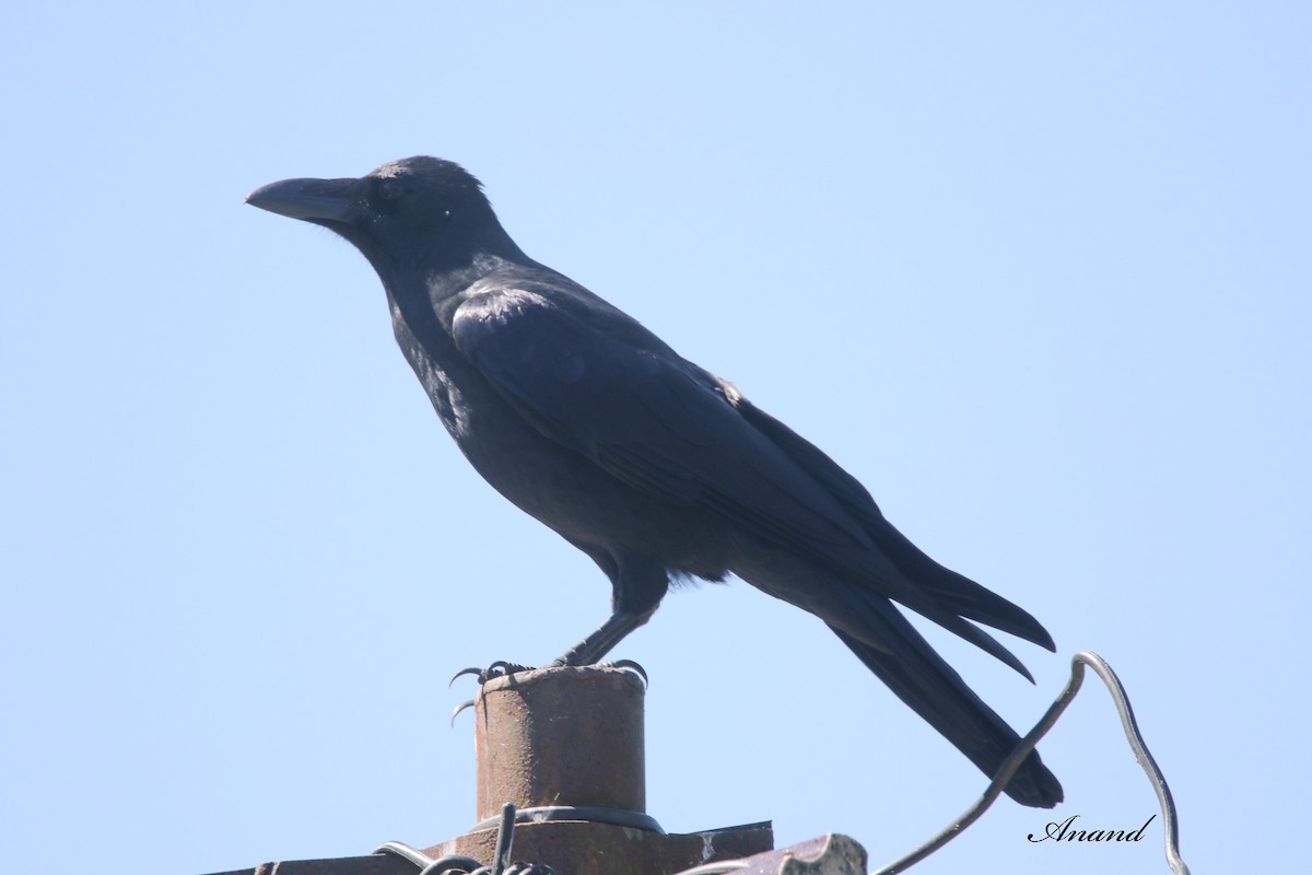 Large-billed Crow - ML613802469