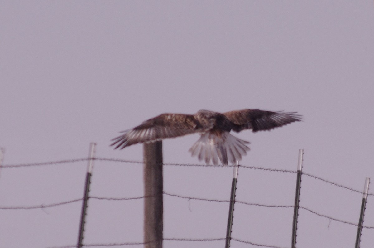 Ferruginous Hawk - ML613802521