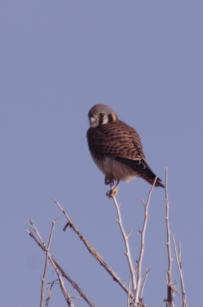 American Kestrel - ML613802576