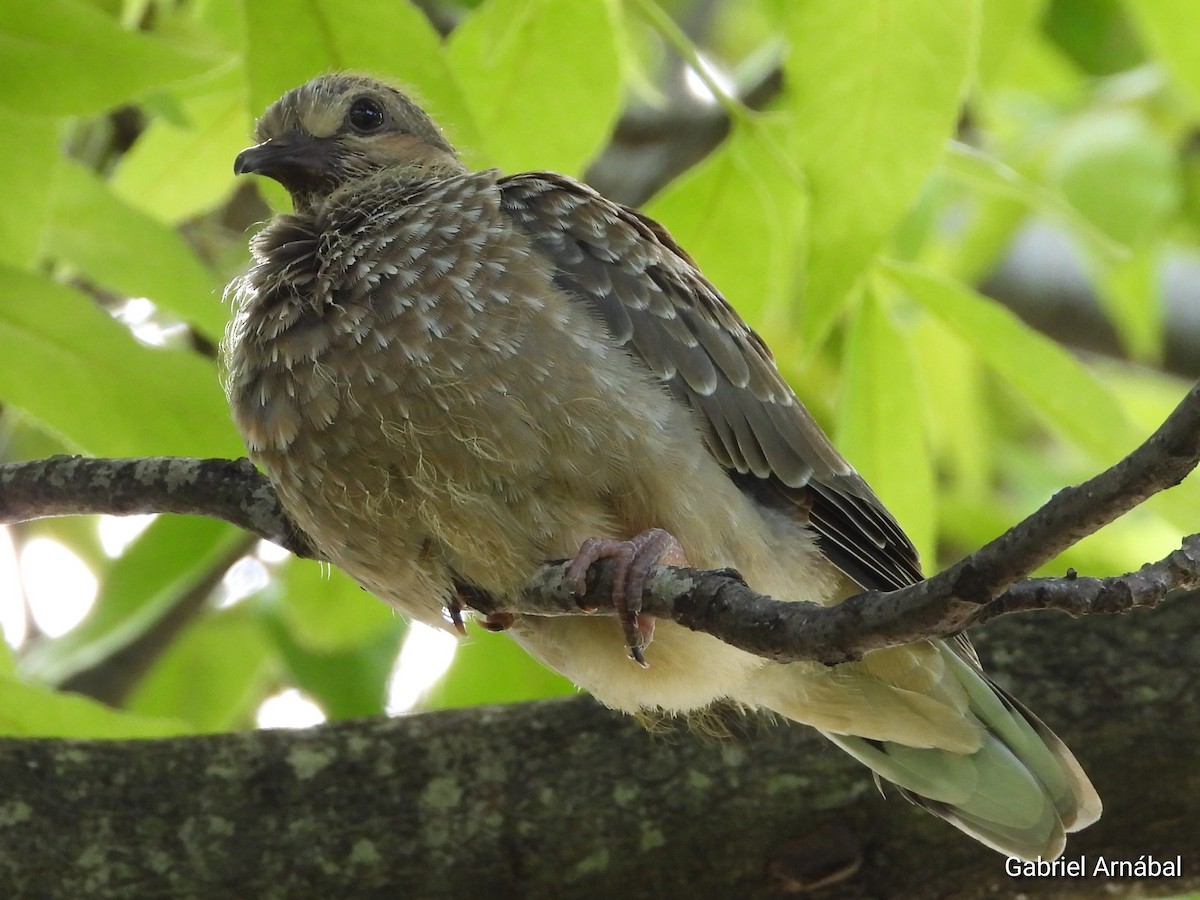 Eared Dove - ML613802590