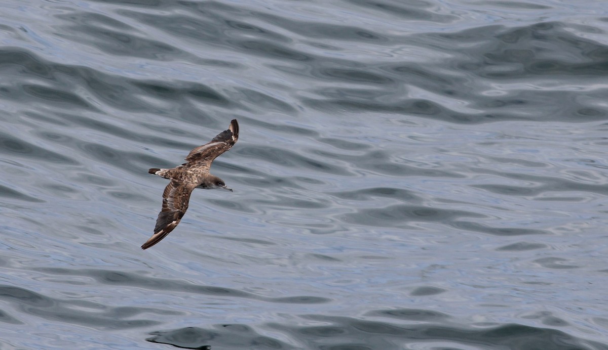 Cape Verde Shearwater - Thad Roller